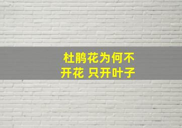 杜鹃花为何不开花 只开叶子